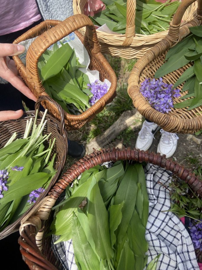 Kräuterwissen hautnah in Einbeck und Northeim, Niedersachsen