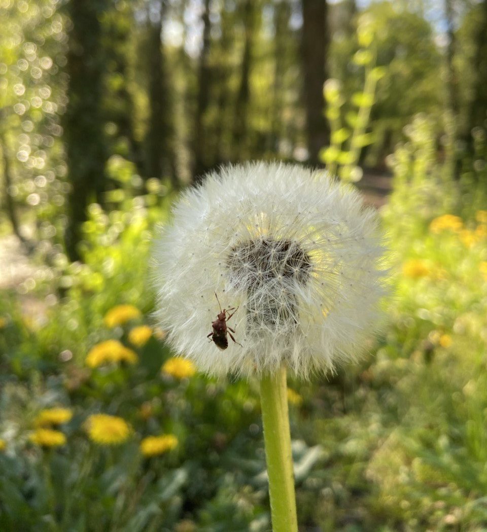 Gruppenangebot: Gemeinsam unterwegs für mehr Kräuterglück unter Gleichgesinnten in Einbeck und Northeim, Niedersachsen