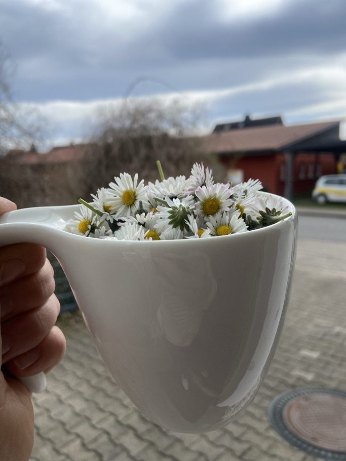 Kräuterwissen hautnah in Einbeck und Northeim, Niedersachsen 