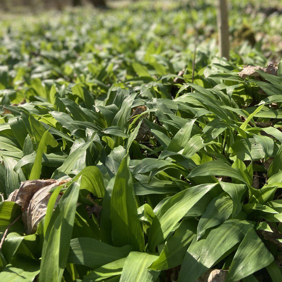 Sammeln und Kennenlernen von heimischen Wildkräutern in Einbeck und Northeim, Niedersachsen