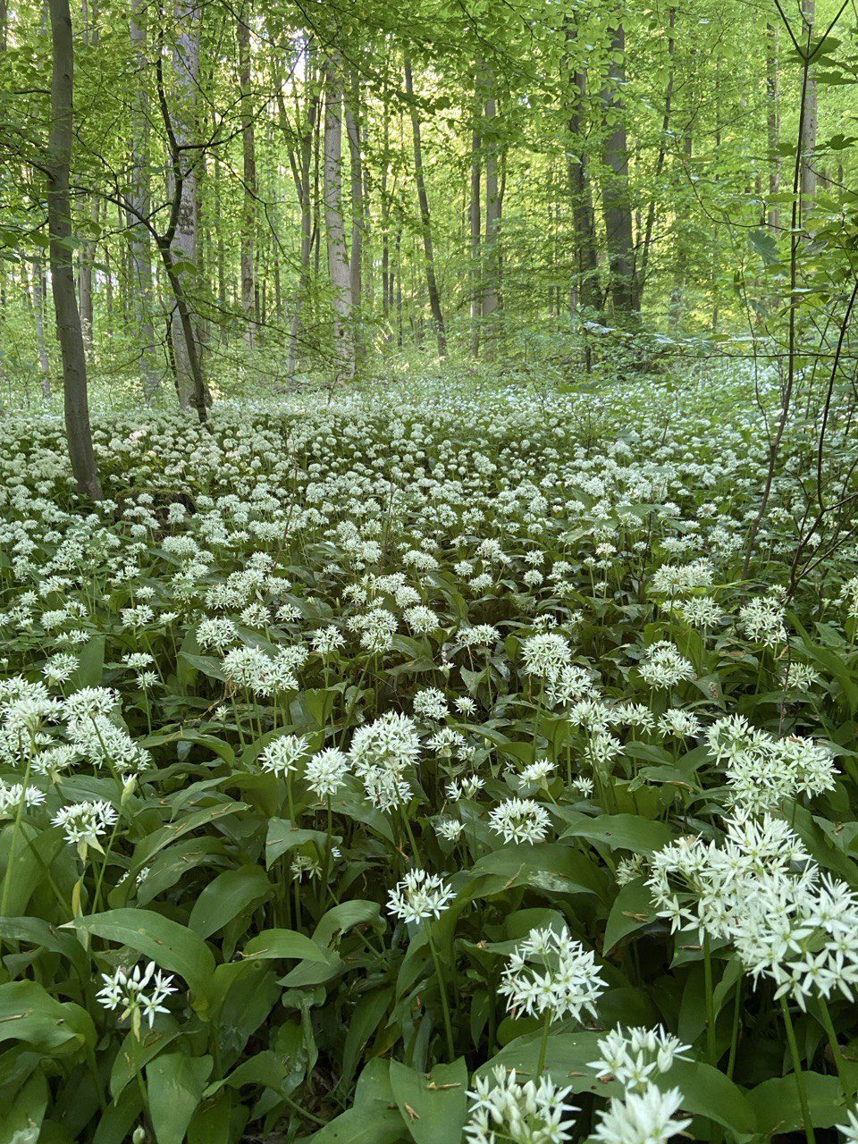 Heilsame Gespräche und Seelen-Coaching im Grünen für mehr innere Klarheit bei Einbeck und Northeim