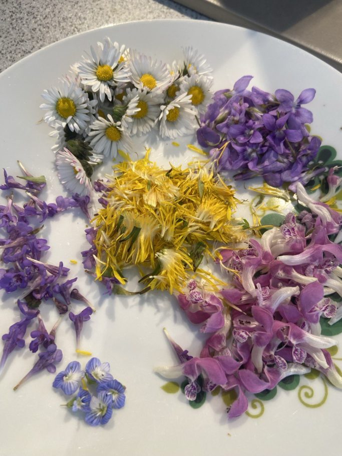 Kräuterwissen hautnah in Einbeck und Northeim, Niedersachsen