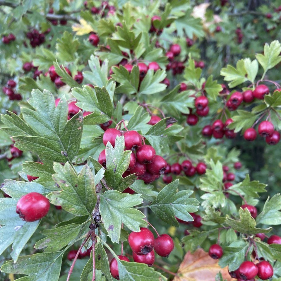 Sammeln und Kennenlernen von heimischen Wildkräutern in Einbeck und Northeim, Niedersachsen