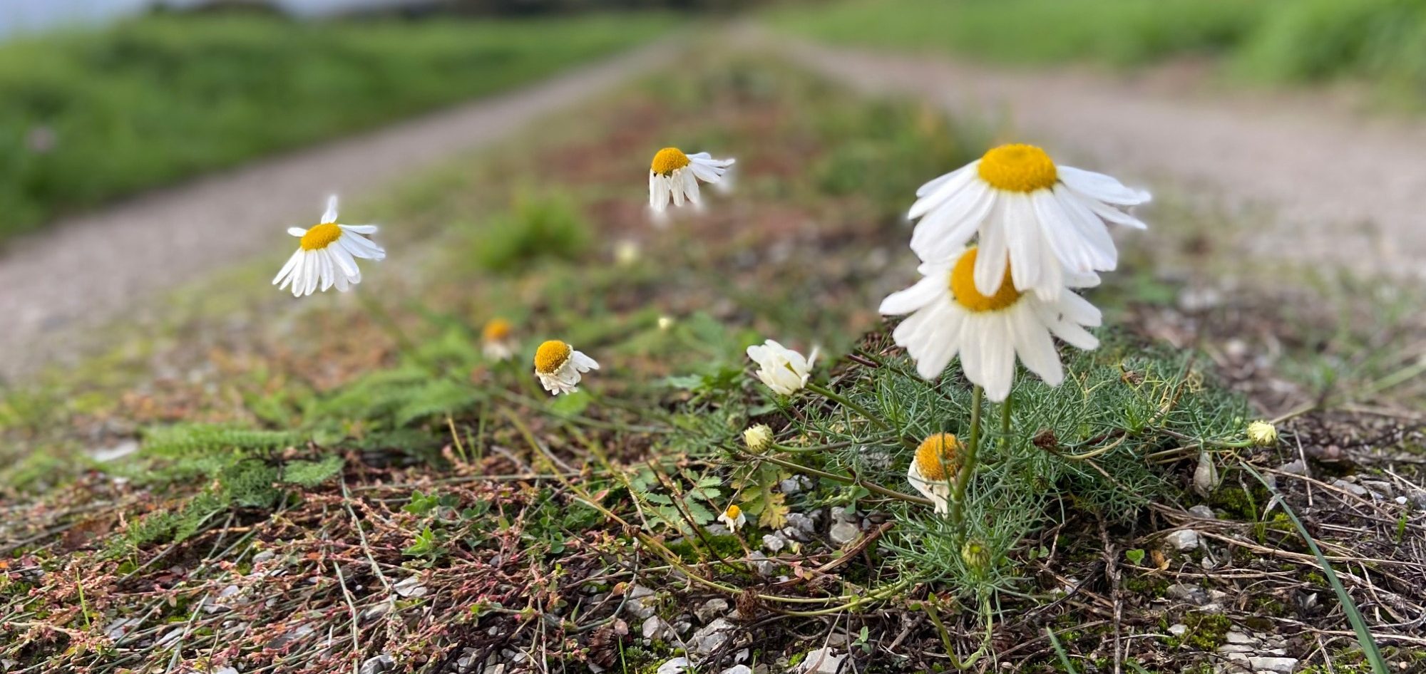 Persönliche Begleitung und Coaching bei der Glücksinsel in Einbeck und Northeim, Niedersachsen