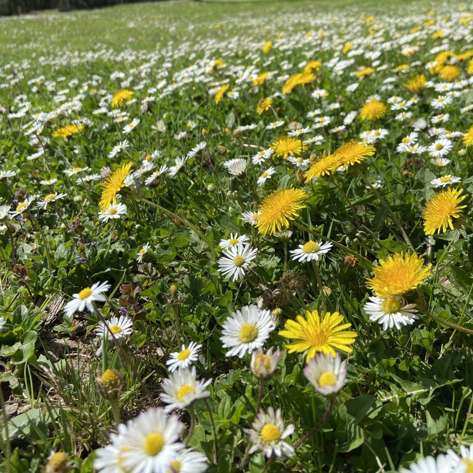Sammeln und Kennenlernen von heimischen Wildkräutern  in Einbeck und Northeim, Niedersachsen