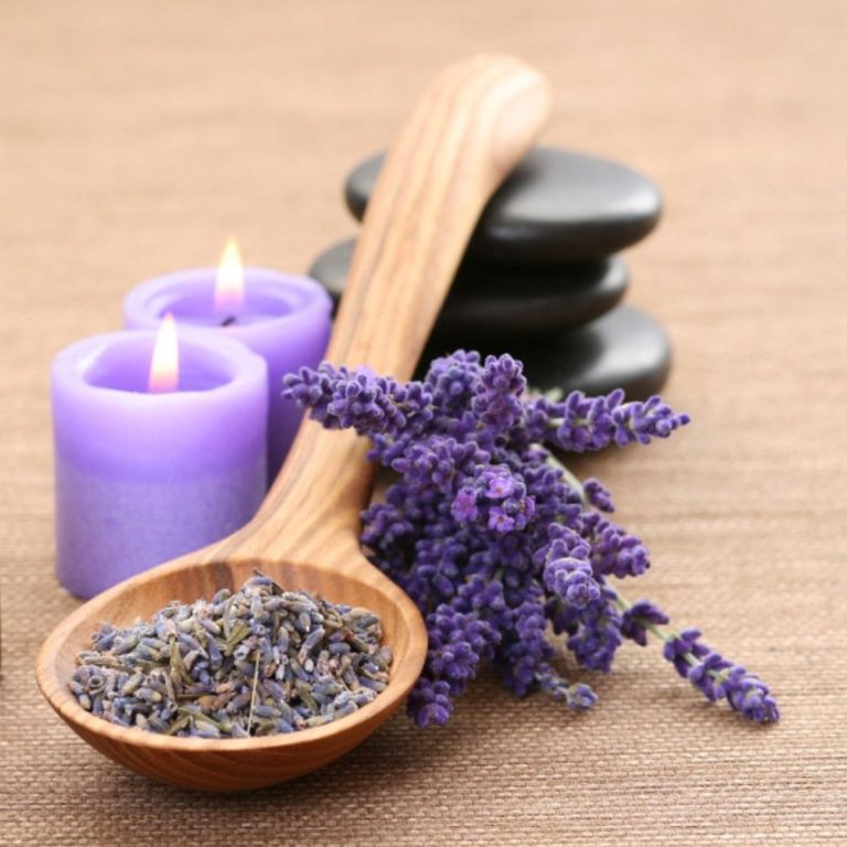 Kräuterglück – Pflanzenwissen und Naturerleben in Einbeck und Northeim